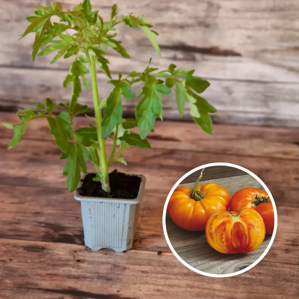 TOMATE ANANAS AB - PLANT