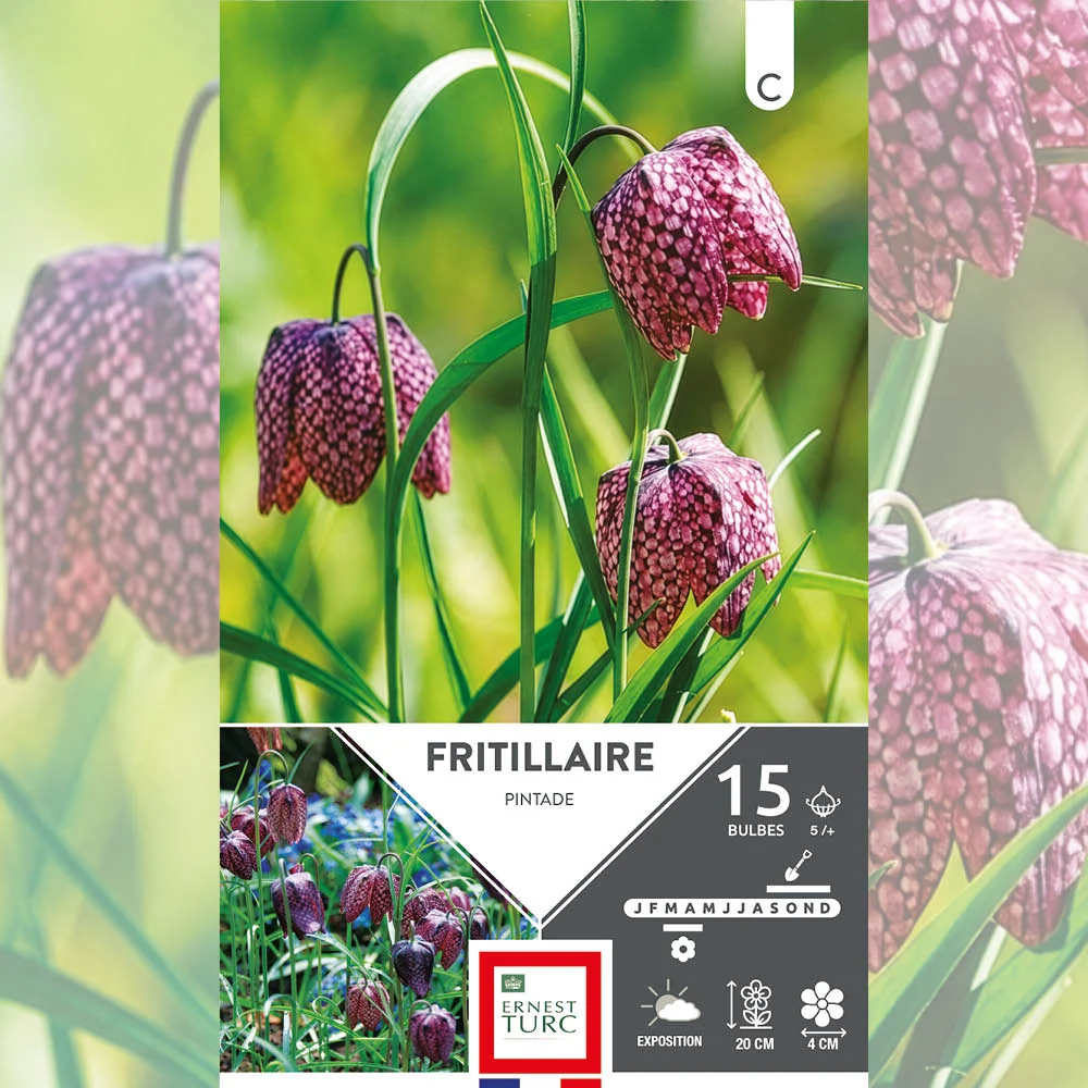 FRITILLAIRE PINTADE