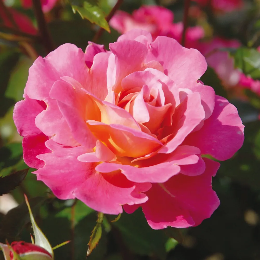 ROSIER BELLE DE CLERMONT EVERAND AB