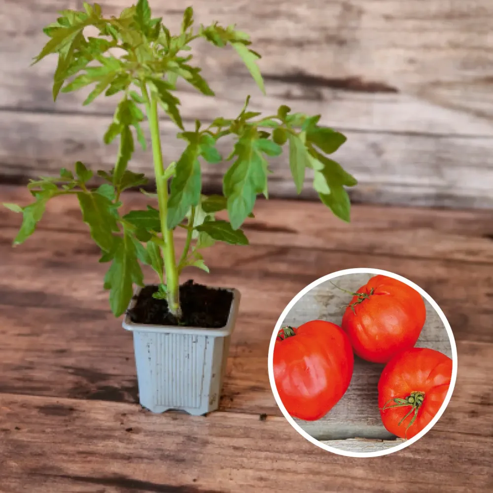 TOMATE CUOR DI BUE OU CŒUR DE BŒUF AB - PLANT