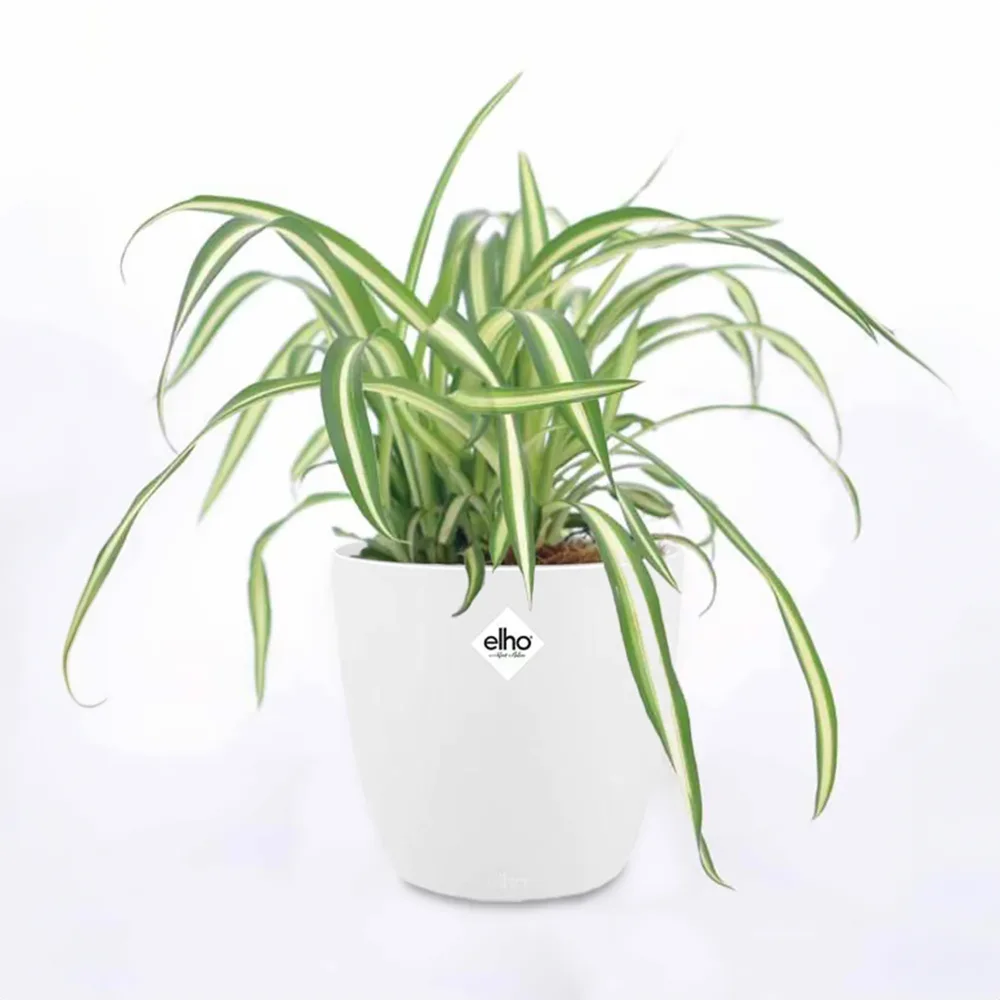 Chlorophytum Atlantic et son cache-pot blanc ELHO Chlorophytum comosum atlantic