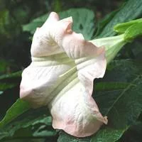 Extérieur solution:Dature Brugmansia - Le pot de 6 litres