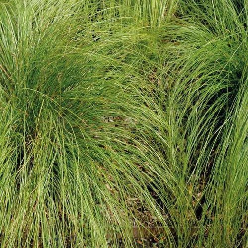 Jardin & déco:carex comans vert - Le pot de 9 x 9 cm