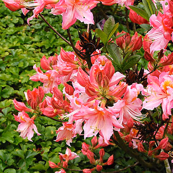 Azalée caduque knaphill rose – Azalea knaphill, 60-80 cm pot