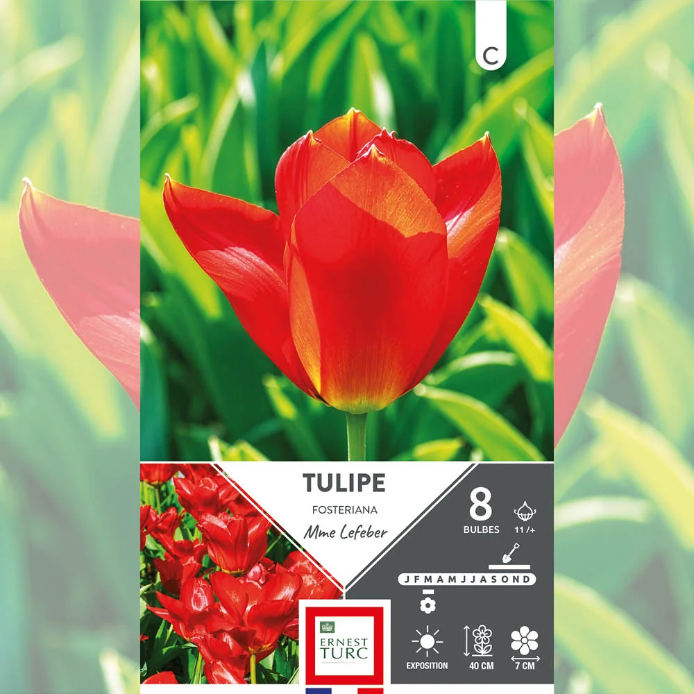 TULIPE FOSTERIANA MME LEFEBER