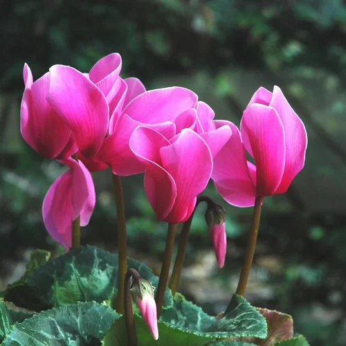 Maison & extérieur:Mini cyclamen - Le pot de 0,5 litre