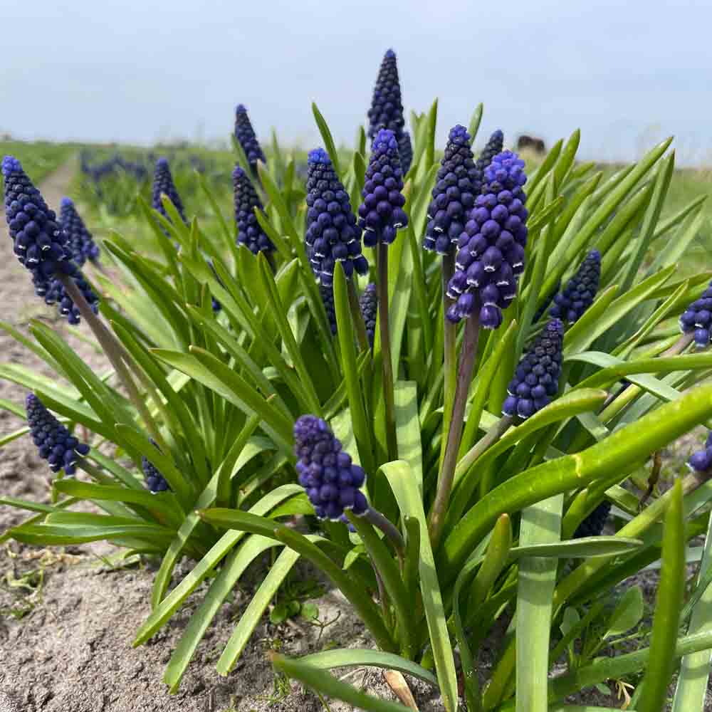 MUSCARI ARMENIACUM 'JOYCE SPIRIT' AB