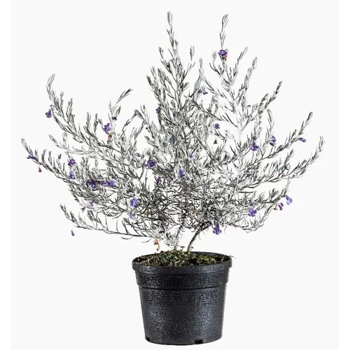 Pour faciliter la vie dehors:Eremophila Nivea (Eremophile soyeuse) 30/40 en pot de 5 L blanc