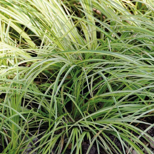 Simple au jardin：Acorus Gramineus Variegatus. Le pot de 2 litres