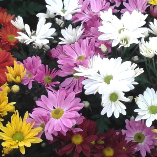 Pour un extérieur agréable:Mini Chrysanthème - Le pack de 6 plants