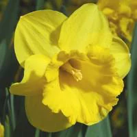 Parfait pour le jardin:Narcisse Carlton - Le pot de 2,5 litres