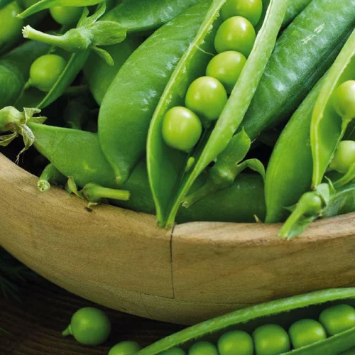 Choix utile：Petit Pois Karina Bio. La barquette de 3 plants