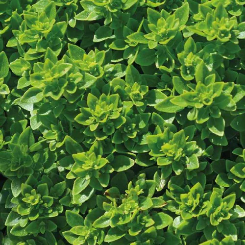 Le bon choix pour l’extérieur：Basilic Fin Vert Bio. Le pot de 9x9 cm
