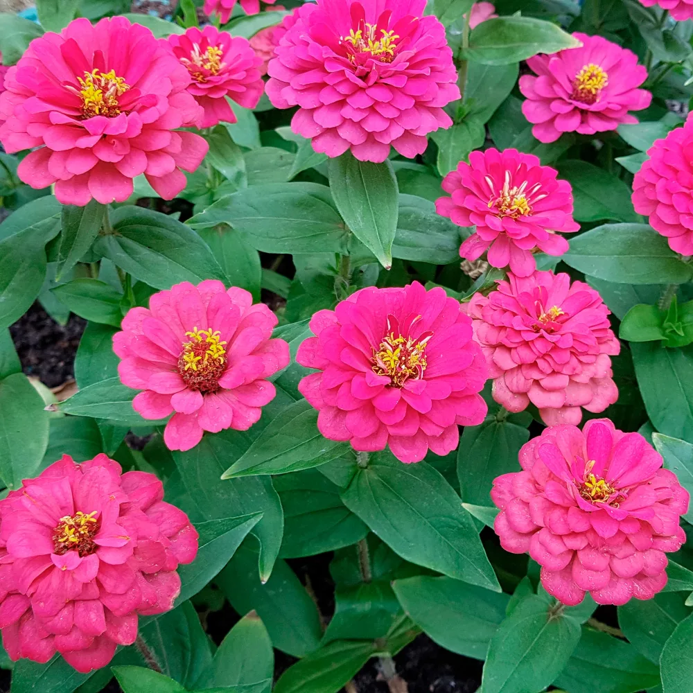Zinnia fuchsia Zinnia elegans fuchsia