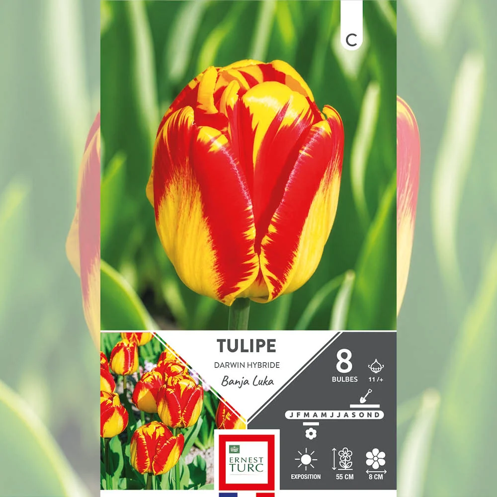 TULIPE DARWIN HYBRIDE BANJA LUKA