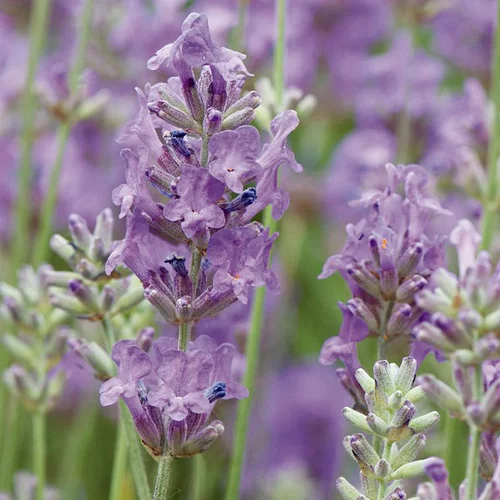 Idéal pour l’extérieur:Lavande vraie ou Lavande officinale à fleurs bleues - Le pot déco de 2,5 litres