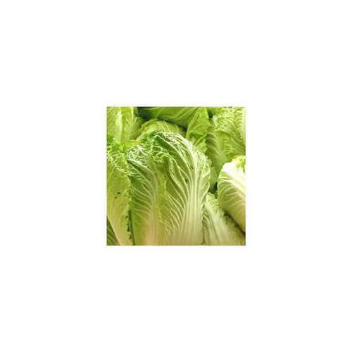 Une solution adaptée au jardin:Chou Chinois Bio. La barquette de 6 plants