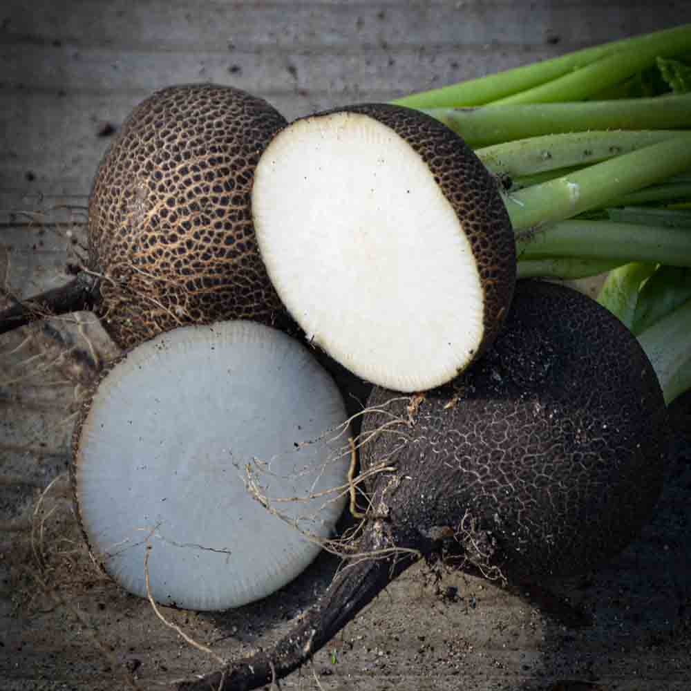RADIS NOIR GROS ROND D'HIVER AB