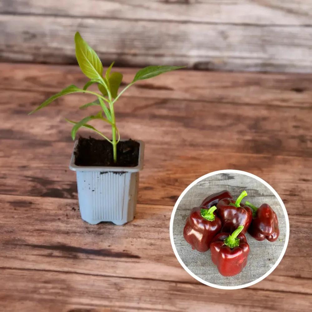 POIVRON DOUX CHOCOLAT AB - PLANT
