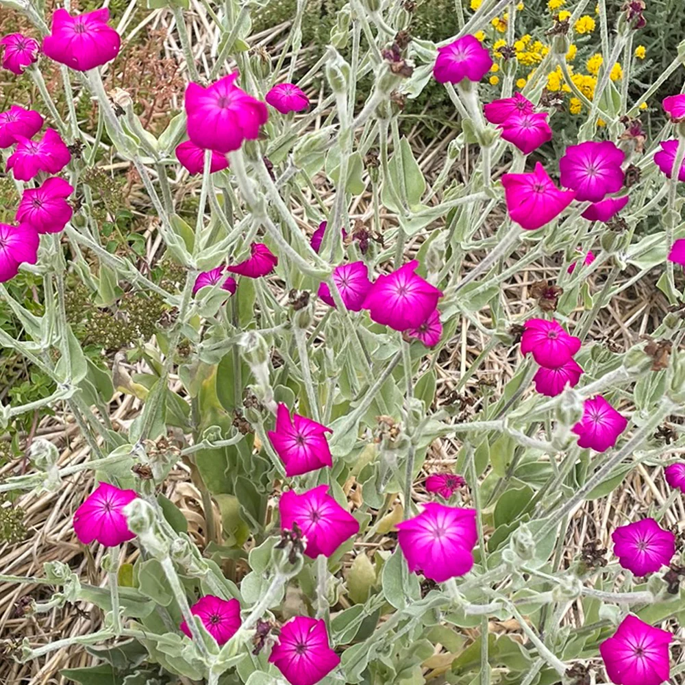 COQUELOURDE DES JARDINS POURPRE AB