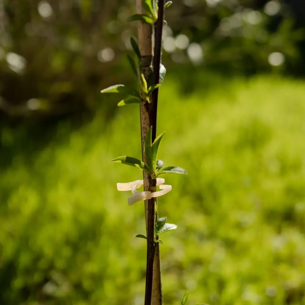 PETITS CLIPS COMPOSTABLES