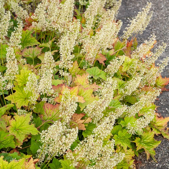 Heuchère Chantilly Heuchera villosa chantilly