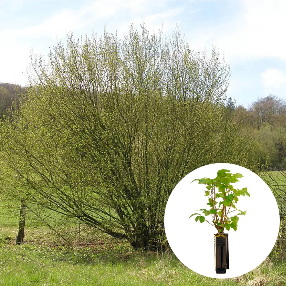 PLANT TRUFFIER NOISETIER COMMUN