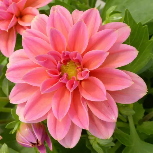 Pour plus de praticité au jardin:Dahlia de bouture à fleurs multicolores - Le pot de 16cm
