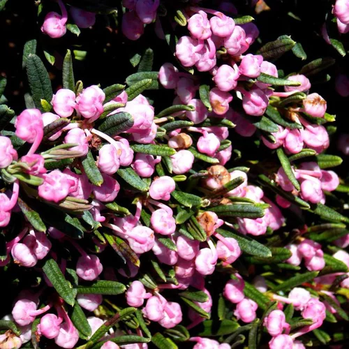 Une touche jardin:Andromeda Blue Ice rose en pot