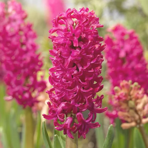 Jardin & nature:Jacinthe Jan Boss - Le godet