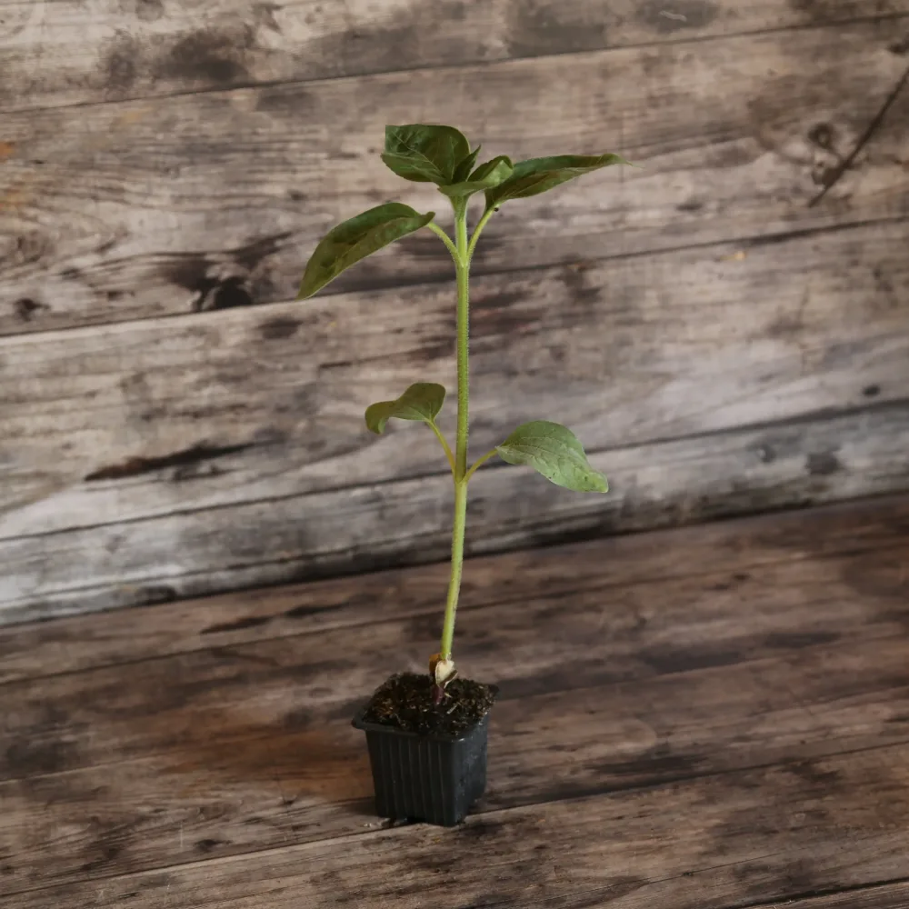 TOURNESOL NAIN JAUNE SIMPLE SUNSPOT AB - PLANT