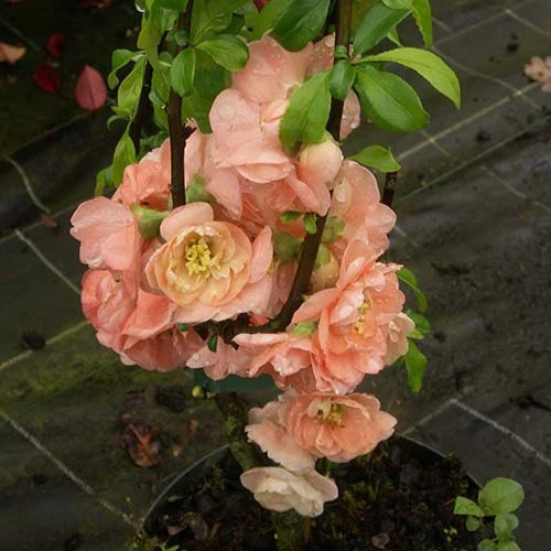 Cognassier du Japon Caméo Chaenomeles superba cameo