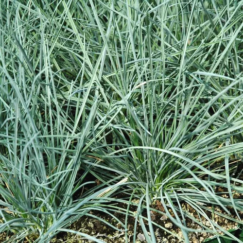 Sélection extérieur:Fétuque bleue (Festuca glauca) - Le pot de 4,5 litres