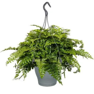 Parfait au jardin:Asplenium Parvati vert. Le pot Ø 17 cm