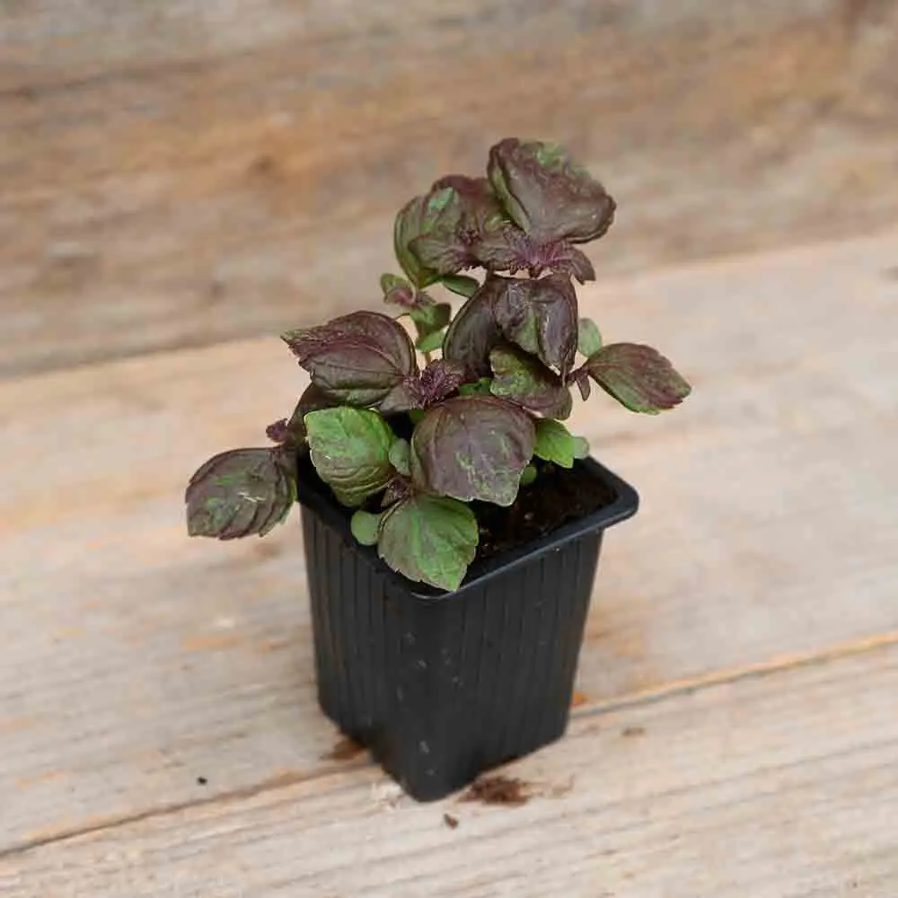 PERILLA ROUGE OU SHISO POURPRE AB - PLANT