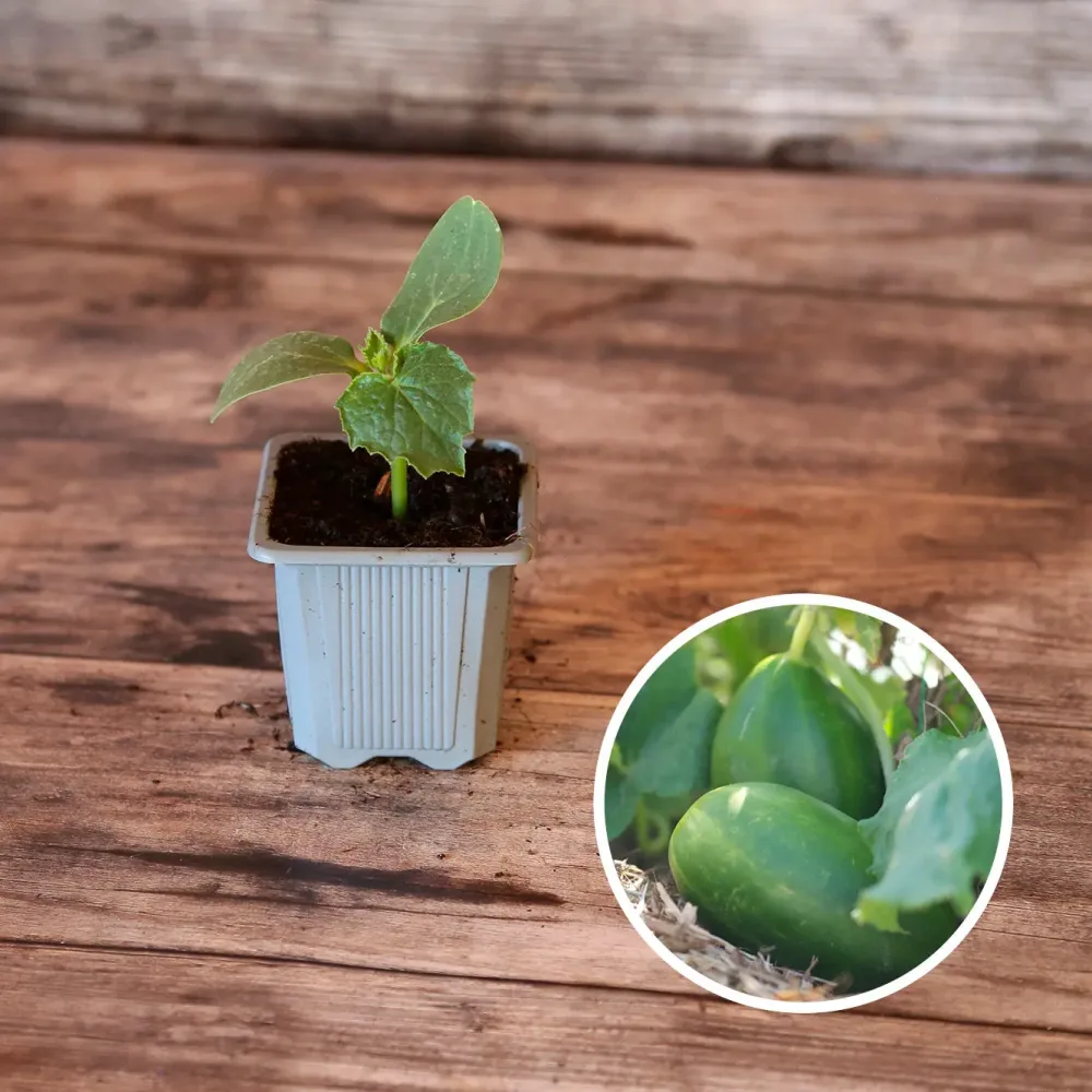 CORNICHON RUSSE AB - PLANT