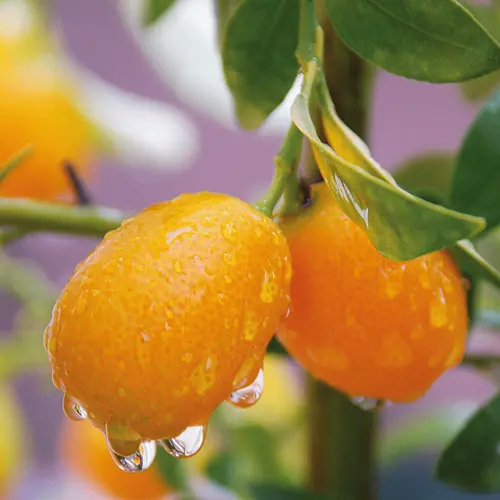 Jardin plaisir:Kumquat coloris orange - 2,5 L