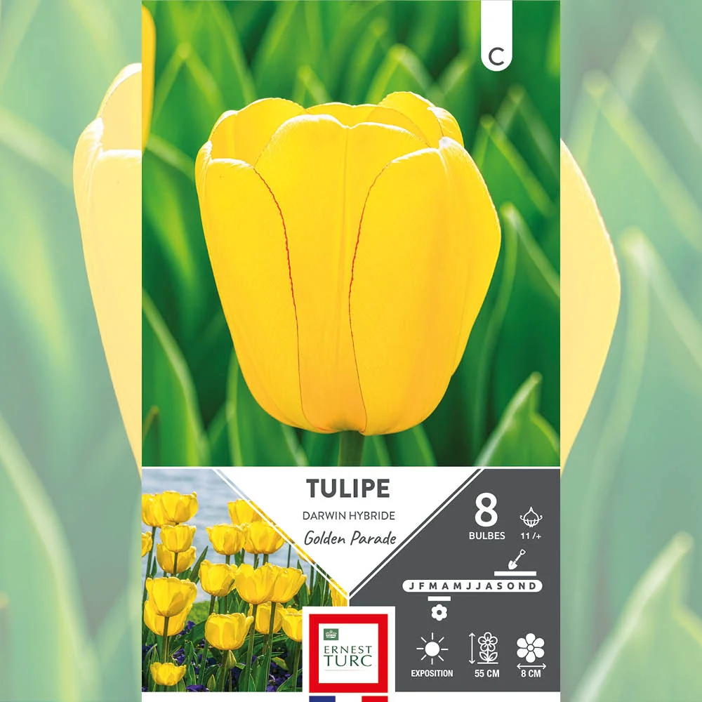 TULIPE DARWIN HYBRIDE GOLDEN PARADE