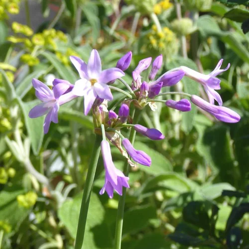 Pensé pour vos extérieurs:Tulbaghia violacé (Tulbaghia Violacea). Le pot de 2 litres
