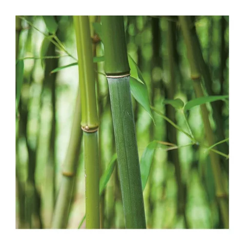 Parfait au jardin:Bambou (BAMBOU PHYLLOSTACHYS BISSETI) Le pot de 10 litres