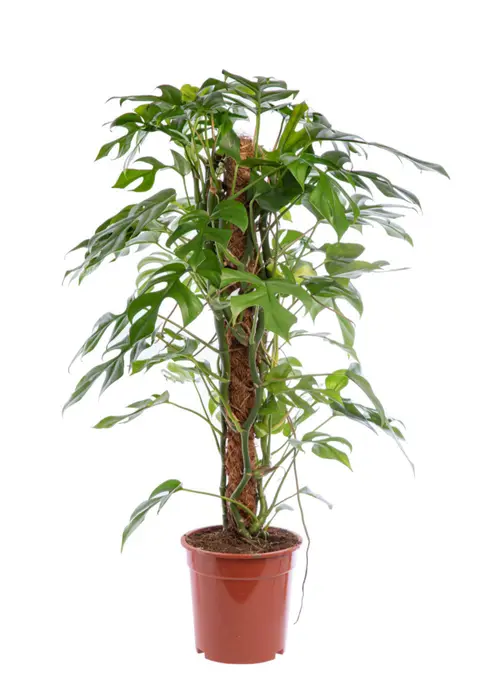 Jardin et loisirs:Monstera minima vert. Le pot Ø 17 cm