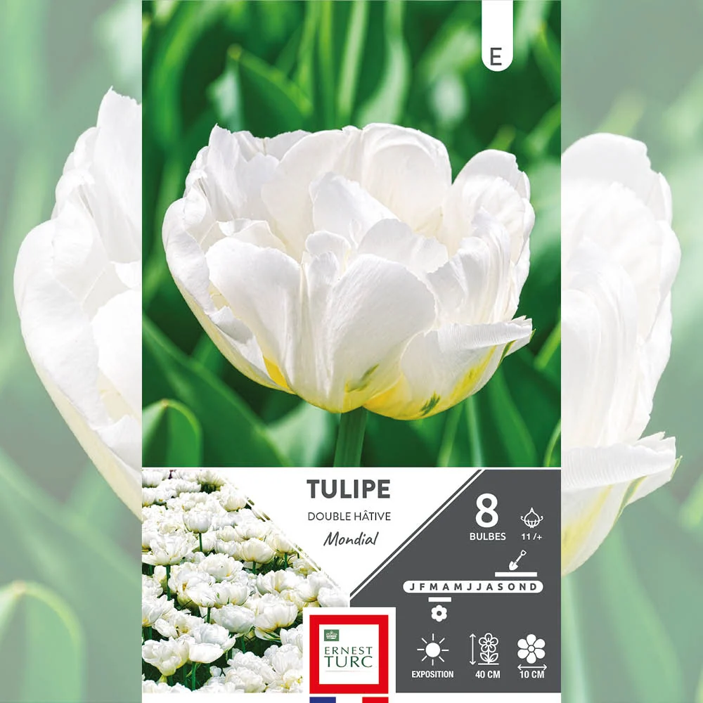 TULIPE DOUBLE HÂTIVE MONDIAL