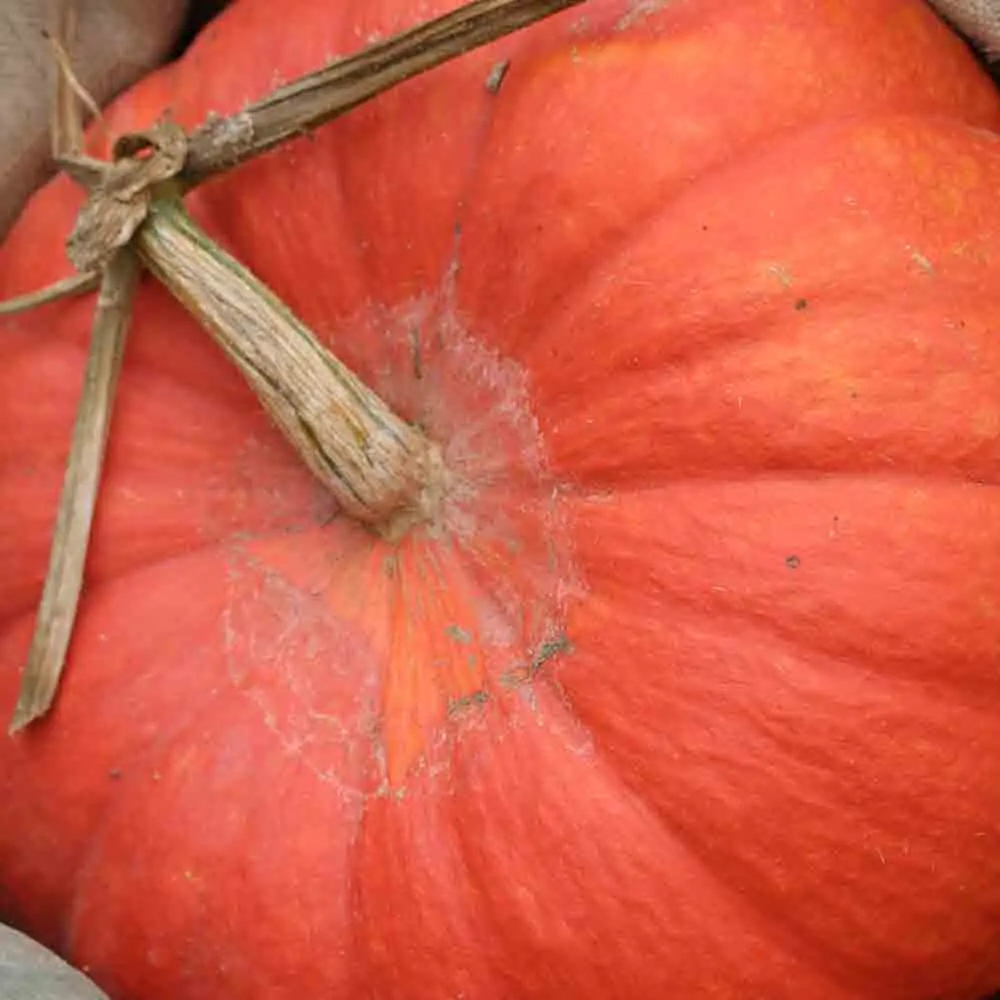 POTIRON ROUGE TRES HÂTIF D'ÉTAMPES AB