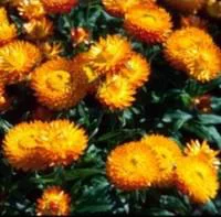 Pour mieux vivre dehors：Helichrysum Italicum - Le pot de 1 litre