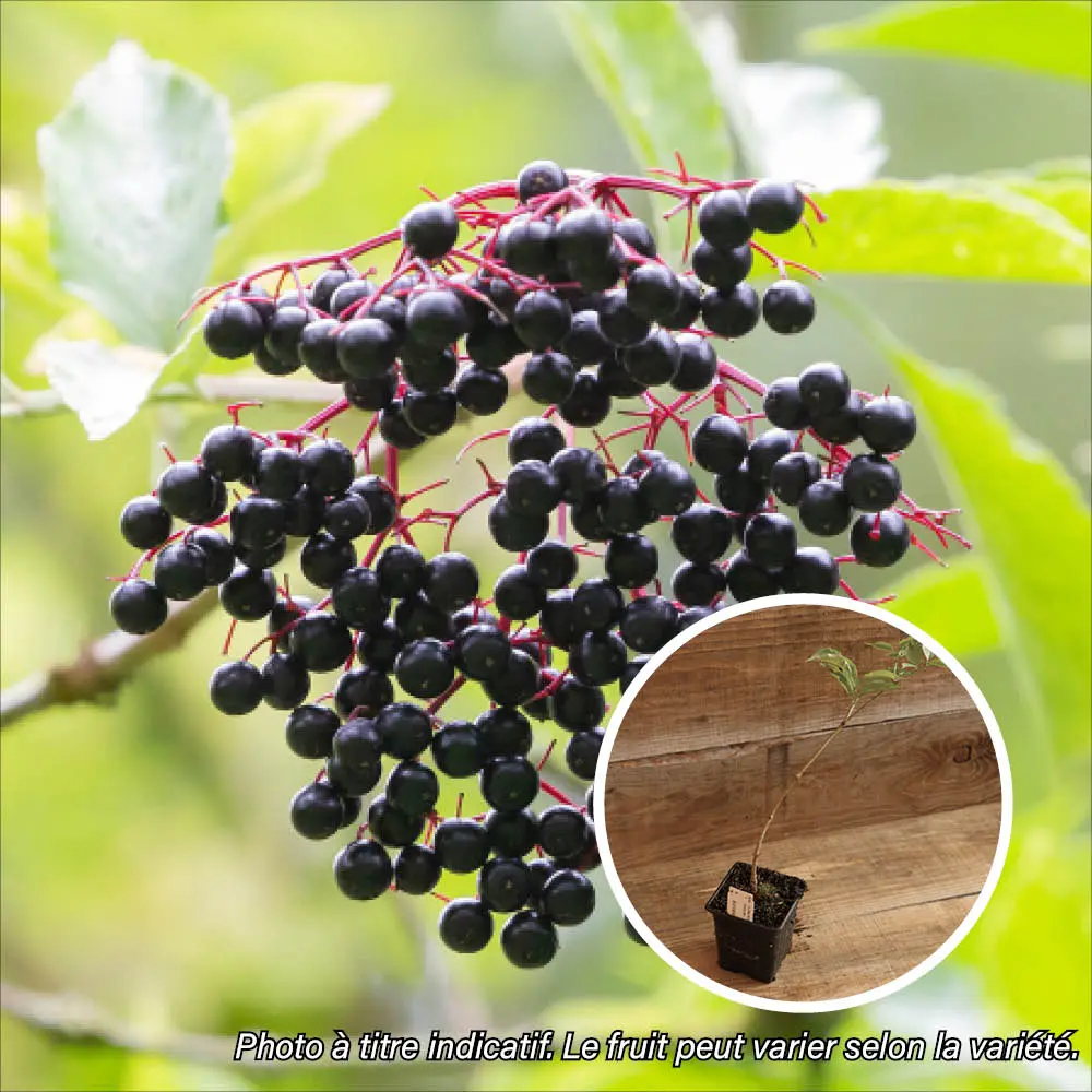 SUREAU À FRUITS NOIRS KORSOR AB - PLANT