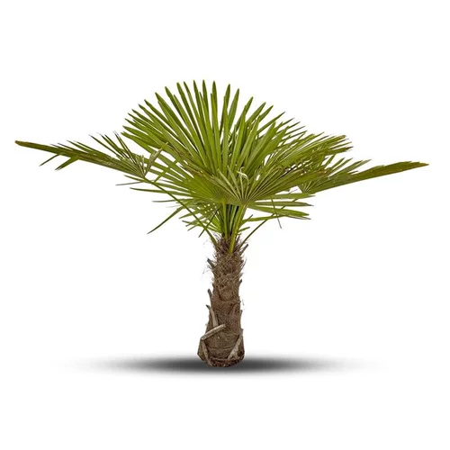 Mieux dehors:Palmier Trachycarpus Excelsa 140/160 cm Tronc 60/70 cm en pot de 50 L