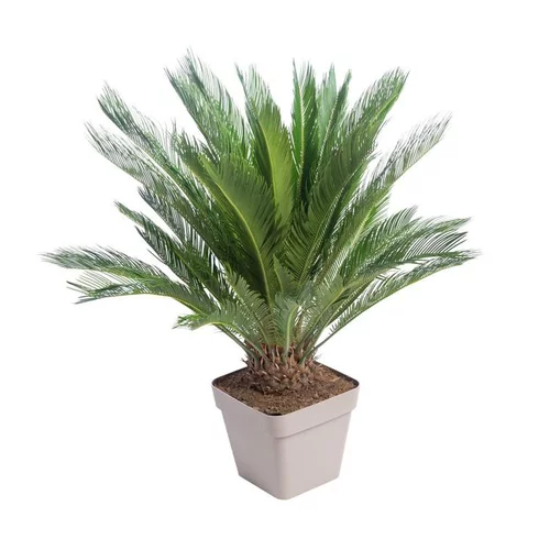 Extérieur accessoire:CYCAS REVOLUTA