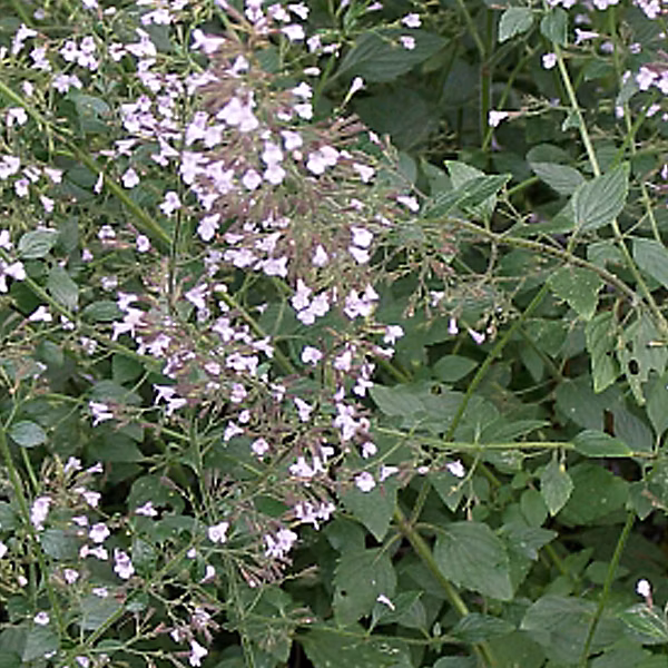 6 x Petit calament | Calamintha nepeta – godet 9cm x 9cm