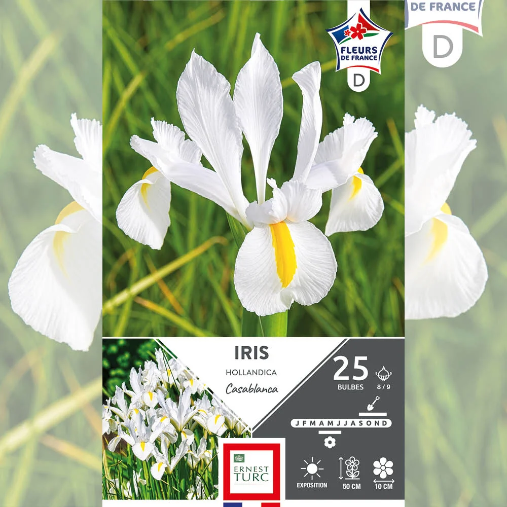 IRIS HOLLANDICA CASABLANCA