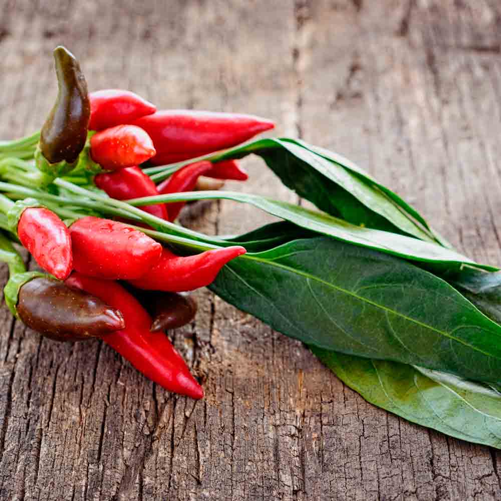 PIMENT TABASCO AB - ANTIGASPI